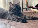 Maine coon / scottisch straight, Dieren en Toebehoren, Poes, Gechipt, 3 tot 5 jaar