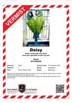 Vermist ara maracana groene papegaai, Dieren en Toebehoren, Vogels | Parkieten en Papegaaien, Vrouwelijk, Papegaai