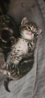 Kittens, Dieren en Toebehoren