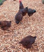 Rhode island red kippen en haan groot, Kip, Meerdere dieren