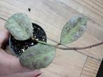 Hoya waymaniae sp. Kapuas ‘Cloudy Sky’, Ophalen of Verzenden, Halfschaduw, Minder dan 100 cm