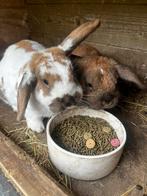 Twee konijntjes (rammelaars), Dieren en Toebehoren, Konijnen, Meerdere dieren, 3 tot 5 jaar