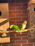 Roestkop caique, Dieren en Toebehoren, Meerdere dieren, Papegaai, Geringd