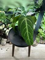 Anthurium Villenaorum, Ophalen of Verzenden, Halfschaduw, Minder dan 100 cm