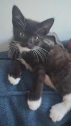 Kitten , lief, zwart met witte potjes, vrouwtje, 2 maanden, Dieren en Toebehoren, Katten en Kittens | Dekkaters