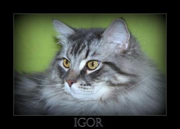 prachtige black silver Siberische kater  ter dekking beschikbaar voor biedingen