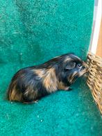 Cavia beer gladhaar tortie, Dieren en Toebehoren, Mannelijk, Cavia