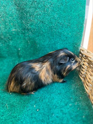 Cavia beer gladhaar tortie