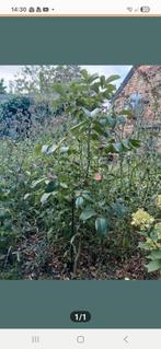 Walnootboompje., Ophalen, Volle zon, Overige soorten, 100 tot 250 cm