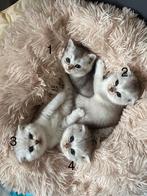 4 Britsekorthaar kittens. 1 gereserveerd., Dieren en Toebehoren, Katten en Kittens | Raskatten | Langhaar, Meerdere dieren