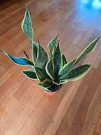 Sanseveria, Ophalen, Overige soorten, Volle zon