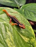 Tylotriton shanjing 'Krokodil salamanders', Dieren en Toebehoren, Reptielen en Amfibieën, Amfibie, 0 tot 2 jaar