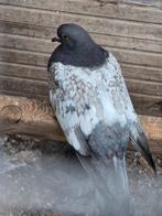 5 cauchois duiven. Jongen 2025., Meerdere dieren, Overige soorten
