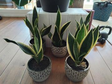 Sansevieria in pot