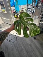 Monstera albo veriegated, Ophalen, Overige soorten, Minder dan 100 cm, Volle zon