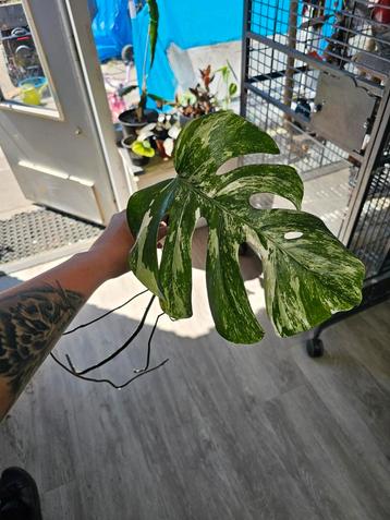 Monstera albo veriegated beschikbaar voor biedingen