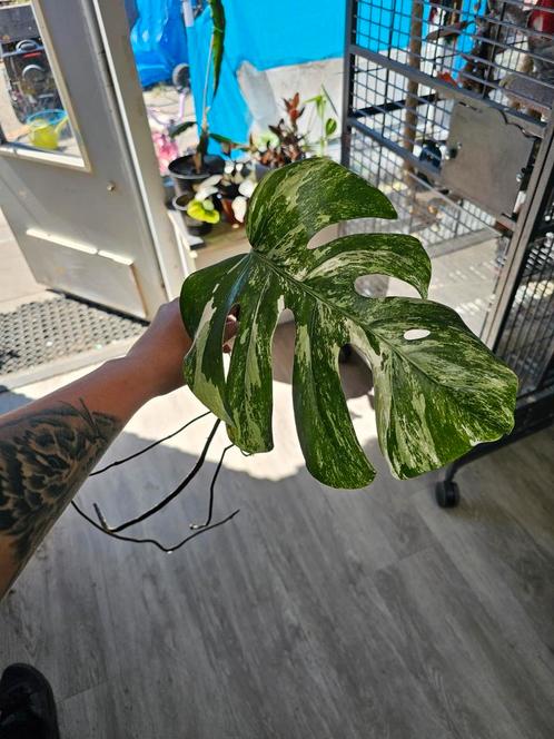 Monstera albo veriegated, Huis en Inrichting, Kamerplanten, Overige soorten, Minder dan 100 cm, Groene kamerplant, Volle zon, Ophalen