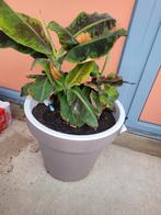 Bananen plant, Ophalen, Overige soorten, Volle zon