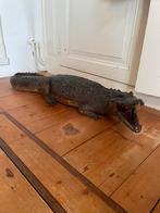 Opgezette krokodil 90-110cm, Dieren en Toebehoren, Reptielen en Amfibieën, Overige soorten