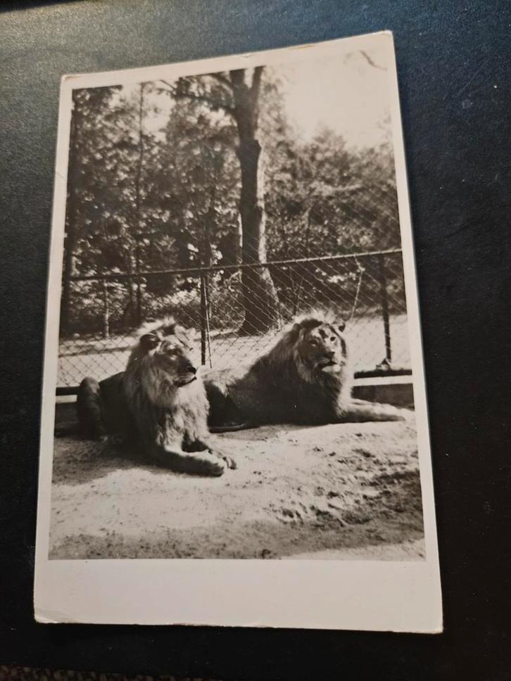 Dierenpark Wassenaar leeuwen, Verzamelen, Ansichtkaarten | Nederland, Ophalen of Verzenden