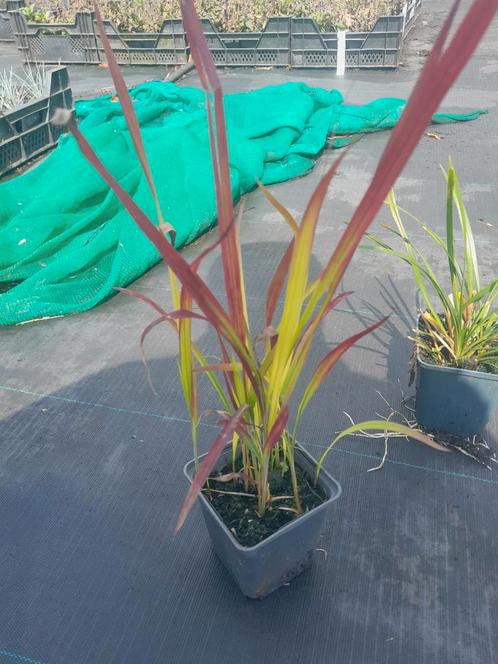 Japans Bloedgras Red Baron - P9/2L Potten, Tuin en Terras, Planten | Tuinplanten, Vaste plant, Siergrassen, Volle zon, Ophalen of Verzenden