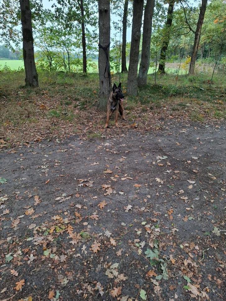 Te koop Mechelse herder reu, Dieren en Toebehoren, Honden | Herdershonden en Veedrijvers, Reu, Herder, Particulier, Eén hond, Nederland