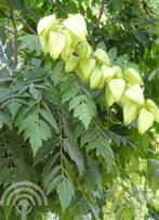 Koelreuteria paniculata, Chinese vernisboom - Gele zeepboom, Ophalen of Verzenden, Zomer, Volle zon, Overige soorten