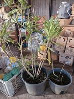 Oleander en vijg, Tuin en Terras, Planten | Tuinplanten, Ophalen of Verzenden