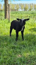 Bonte ram, Mannelijk, Schaap, 0 tot 2 jaar