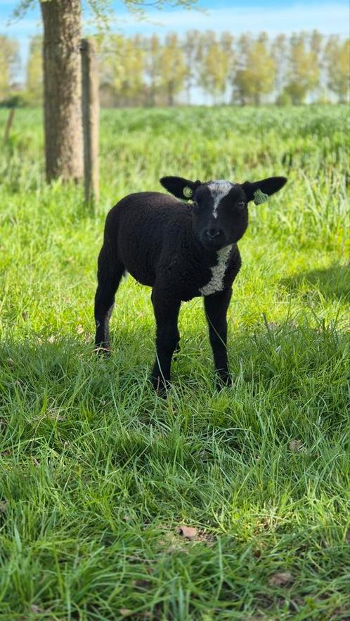 Bonte ram, Dieren en Toebehoren, Schapen, Geiten en Varkens, Schaap, Mannelijk, 0 tot 2 jaar