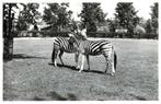 1959 ROTTERDAM Diergaarde Zebra's, Ophalen of Verzenden, 1940 tot 1960, Gelopen, Zuid-Holland