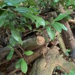 Hout voor de openhaard, Tuin en Terras, 3 tot 6 m³, Ophalen, Overige houtsoorten, Stammen