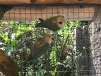 Diverse jonge dwergpapegaaien, nog goed zelf tam te maken., Dieren en Toebehoren, Vogels | Parkieten en Papegaaien, Meerdere dieren