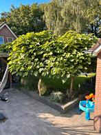 2x Bolcatalpa - Prachtige Bomen!, Tuin en Terras, Planten | Bomen, 100 tot 250 cm, Zomer, Ophalen, Volle zon