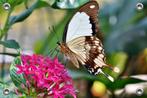 Tuinposter-Schuttingposter Vlinder op Bloem 75x50 cm (bxh), Verzenden, Nieuw, Info@GoodSmiling.com, Good Smiling Fotoprint
