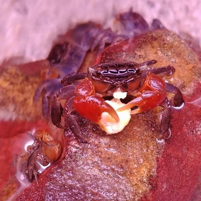 Sesarma bidens, Dieren en Toebehoren, Reptielen en Amfibieën, Schildpad, 0 tot 2 jaar