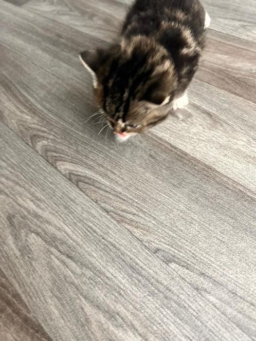 Exotic Shorthair, Dieren en Toebehoren, Katten en Kittens | Dekkaters