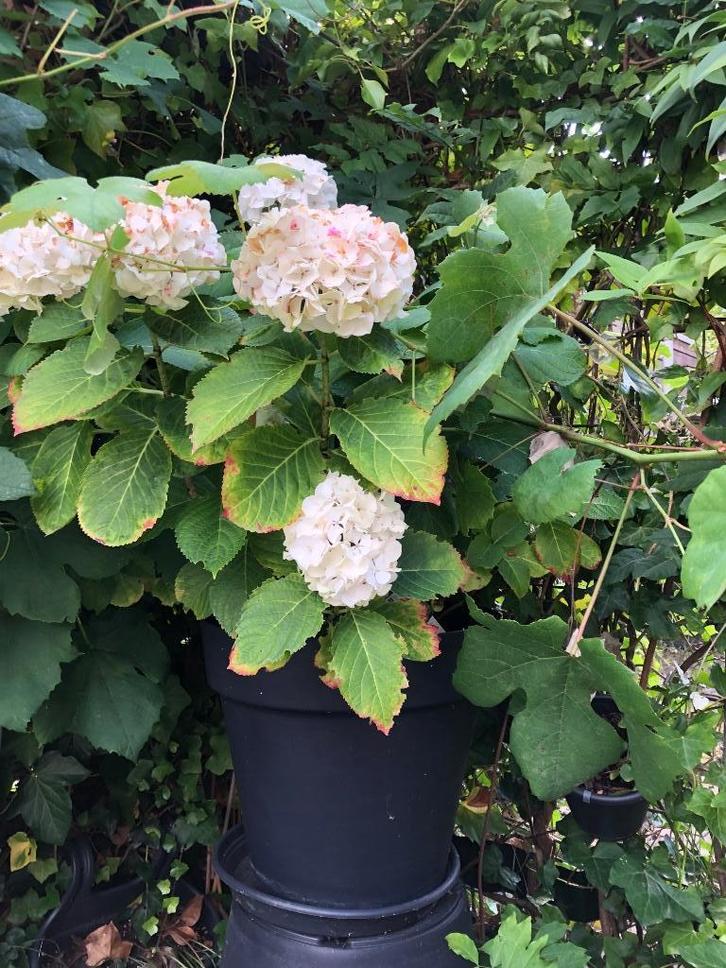 8 Prachtige Planten te Koop – Inclusief BloempotteN, Tuin en Terras, Planten | Tuinplanten, Overige soorten, Volle zon, Zomer