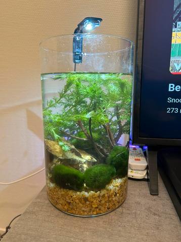 Aquarium/vaas LAMPJE beschikbaar voor biedingen