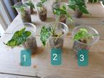 Syngonium Mottled Mojito stek geworteld stekje, Overige soorten, Minder dan 100 cm, Groene kamerplant, Halfschaduw