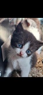 Super lieve sociale kittens, Dieren en Toebehoren, Poes, Ontwormd