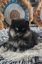 Pomeranian/ dwergkees/ pomeriaan teefje, Dieren en Toebehoren, Nederland, Keeshond, 8 tot 15 weken, Teef