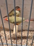 Binsen astrildes, Dieren en Toebehoren, Vogels | Overige Vogels, Meerdere dieren, Geringd