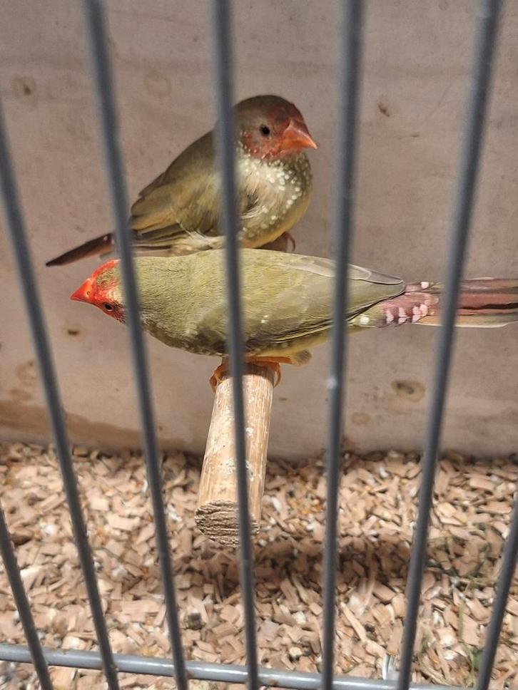 Binsen astrildes, Dieren en Toebehoren, Vogels | Overige Vogels, Meerdere dieren, Geringd
