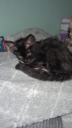 Laatste  maine coon kitten