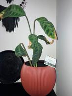 Calathea GRATIS, Ophalen, Halfschaduw, Minder dan 100 cm