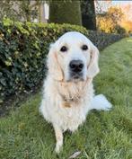 Dieren Oppas/uitlaatservice aangeboden, Dieren en Toebehoren, Dierenvoeding, Ophalen of Verzenden