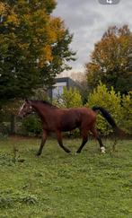 Brave 5-jarige top spring gefokte ruin, Springpaard, Gechipt, Ruin, Zadelmak