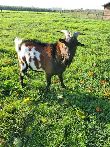 Te huur mooie dekbok beschikbaar voor biedingen