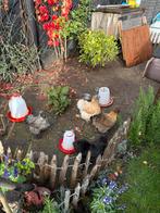 Zijdehoender usa kuikens, Dieren en Toebehoren, Pluimvee, Geslacht onbekend, Kip